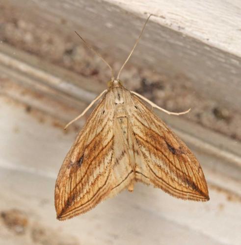 Réf. 182 630 : Evergestis forficalis